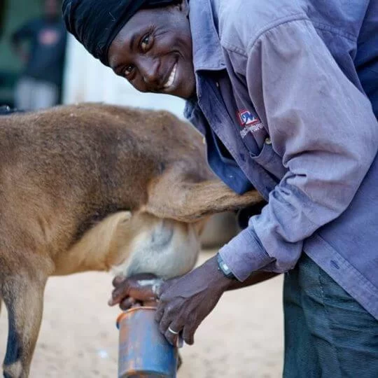Süt Keçisi Dağıtımı